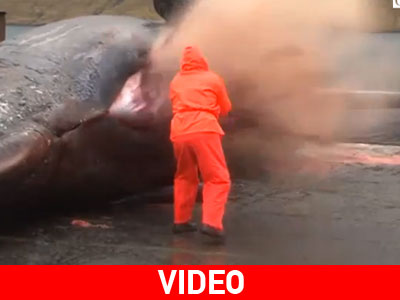 Φάλαινα εκρήγνυται κατά την εξέτασή της από βιολόγο